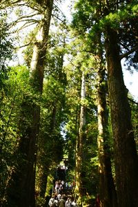 Low angle view of trees