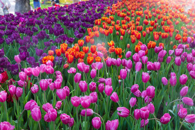 Close-up of pink tulip flowers on field