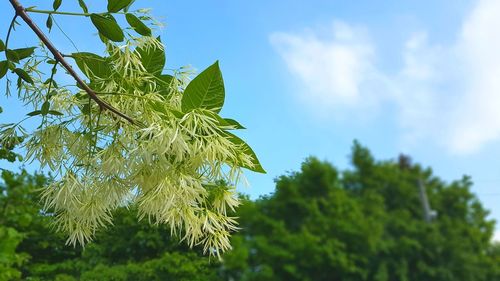 Low angle view of leaves against sky