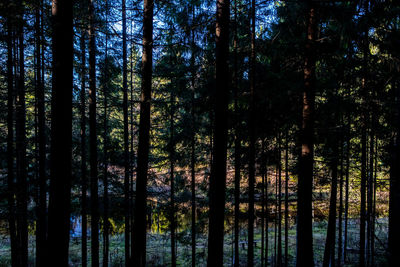 Trees against sky