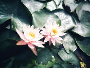 Close-up of two flowers