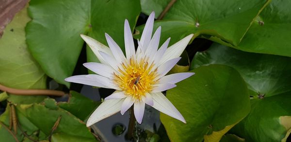 Close-up of white flowering plant