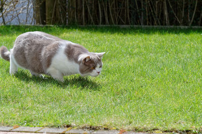 Cat relaxing on grass