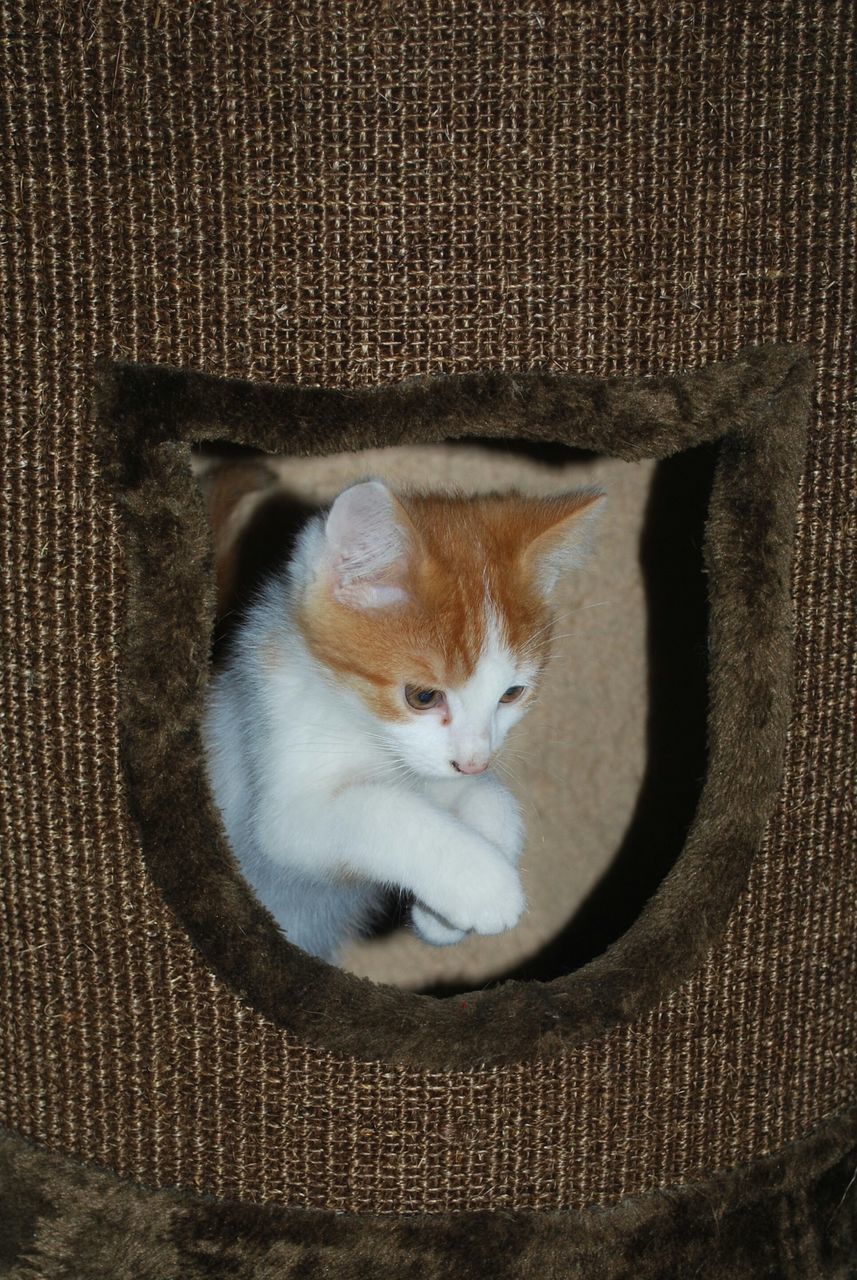 domestic cat, domestic animals, cat, animal themes, pets, one animal, mammal, feline, indoors, whisker, high angle view, looking at camera, relaxation, sleeping, close-up, portrait, no people, white color, zoology, resting