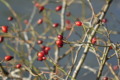 Close-up of rose hips on tree in winter