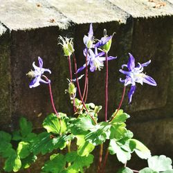 Close-up of purple flowers blooming outdoors