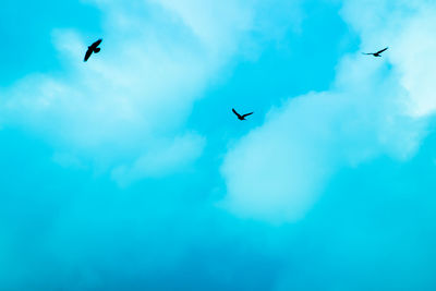 Low angle view of birds flying in sky