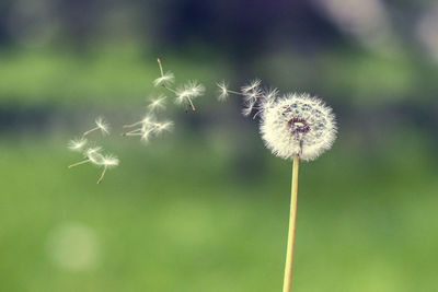 Close-up of dandelion flower