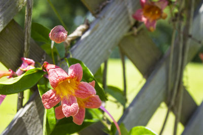 Close-up of pink flowers