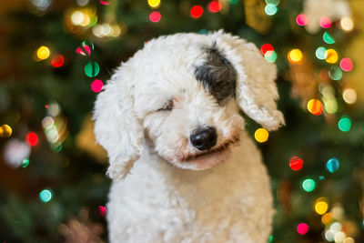 Close-up of dog eyes closed sitting against illuminated lights during christmas