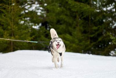 Dog running in snow