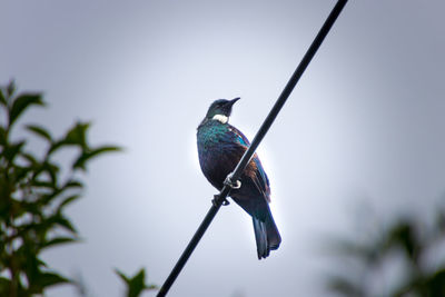 Close-up of bird perching on tree