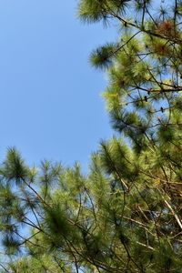 Low angle view of tree against clear blue sky