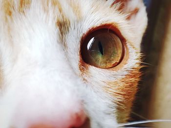 Close-up portrait of a cat