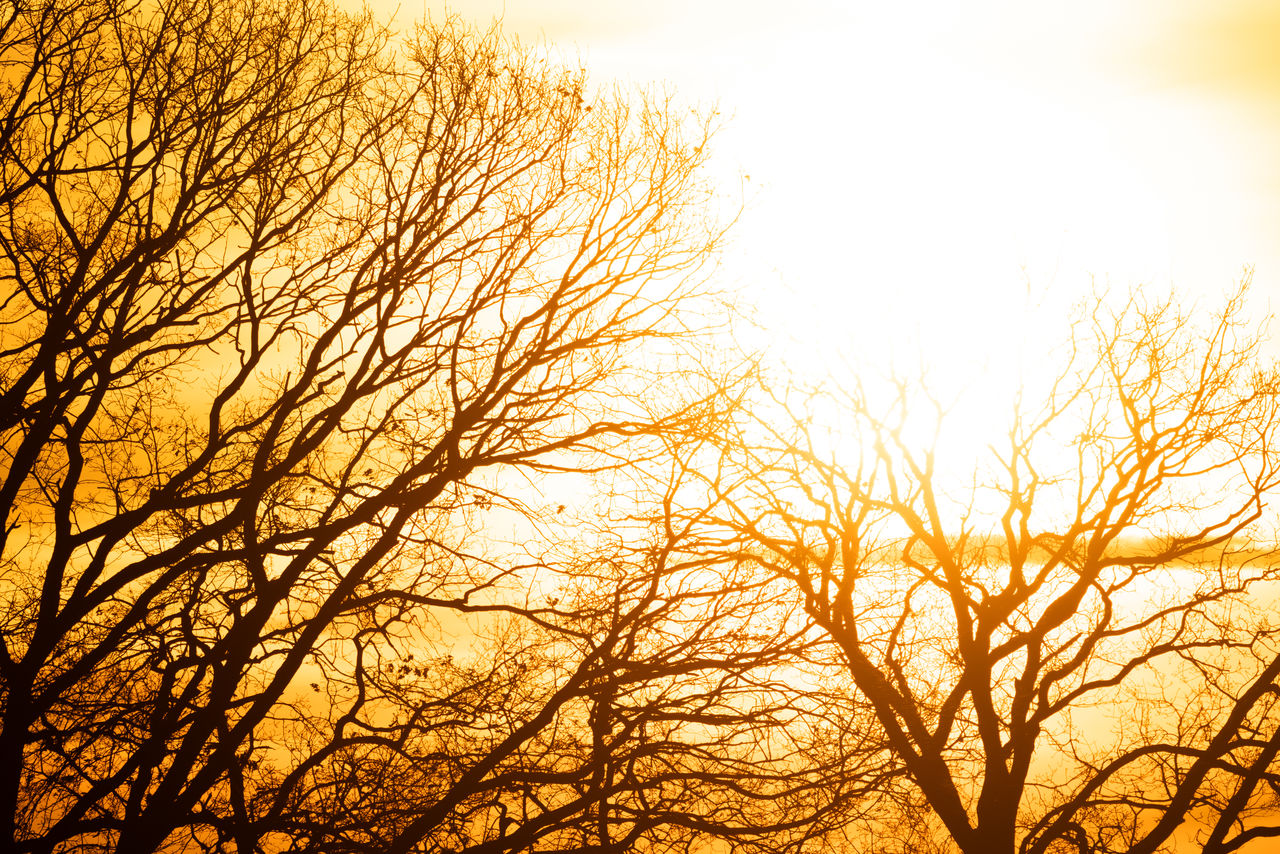 sky, tree, branch, sunset, plant, beauty in nature, bare tree, nature, silhouette, sunlight, tranquility, orange color, scenics - nature, sun, no people, environment, tranquil scene, non-urban scene, outdoors, landscape, yellow, vibrant color, land, idyllic, back lit, low angle view, cloud, backgrounds, gold, forest, dramatic sky, autumn, twilight