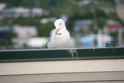 Seagull sitting by window