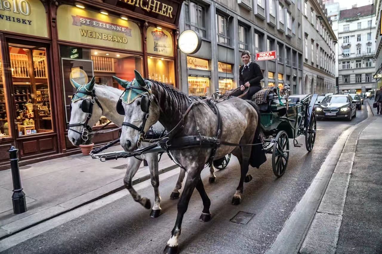 livestock, city, animal, animal wildlife, horse, animal themes, mammal, domestic, architecture, domestic animals, transportation, built structure, building exterior, horse cart, cart, street, mode of transportation, pets, working animal, vertebrate, horsedrawn, outdoors, riding, herbivorous