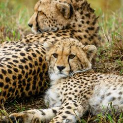 Tiger lying in forest