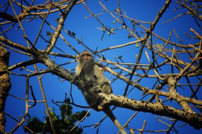 Low angle view of bird perching on branch against sky