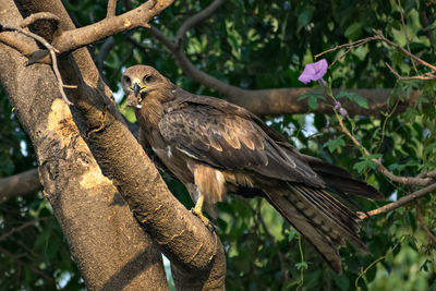 Black kite bird with food sitting in leaves on top of tree.