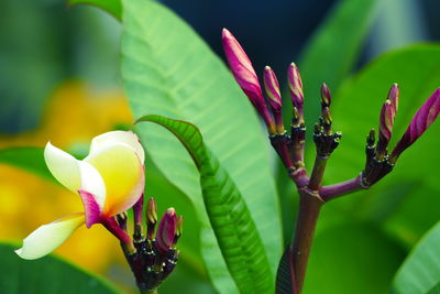 Close-up of pink flowering plant