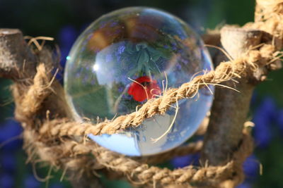 Close-up of christmas decorations on plant