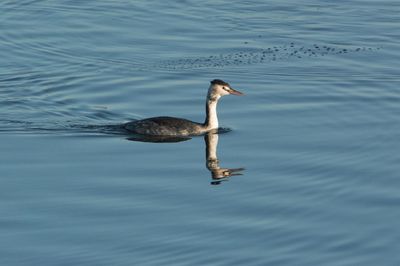 Close-up of duck in lake