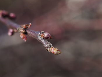 Close-up of rose flower bud