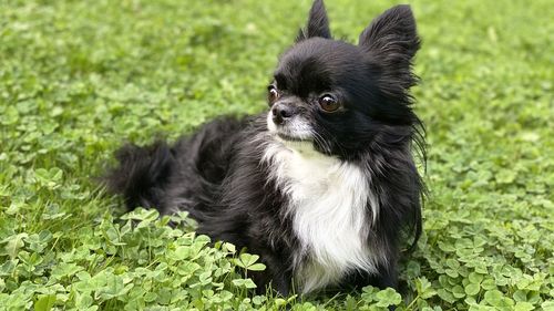 Black dog looking away