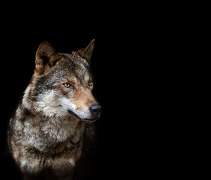 Close-up portrait of cat against black background