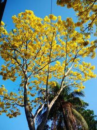 Low angle view of flowering tree against sky