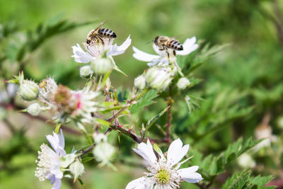 Close-up of bee pollinating on flower