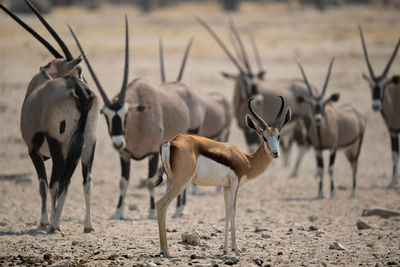 Deer standing on field