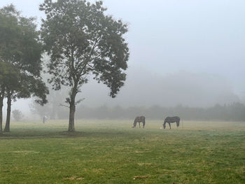 Horses grazing on field