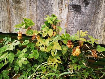 Close-up of plant growing on field