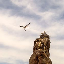 Low angle view of bird flying against sky