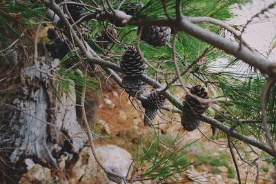 Bird perching on tree in forest