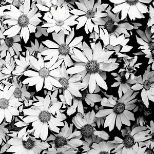 Close-up of flowers