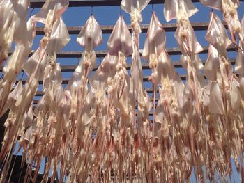 Low angle view of sea food hanging to dry