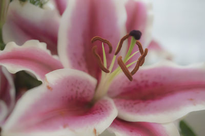 Close-up of pink rose flower