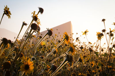 Close-up of flowering plants on field against clear sky