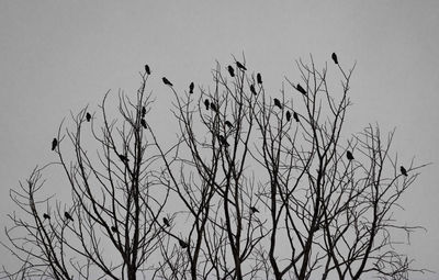 Low angle view of silhouette bare tree against clear sky