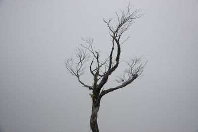 Silhouette of bare tree against sky