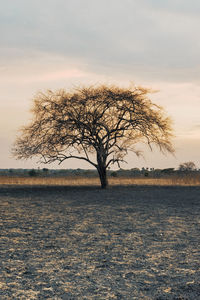 Bare tree on field against sky during sunset