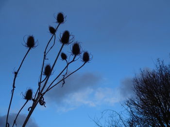 Low angle view of trees against blue sky