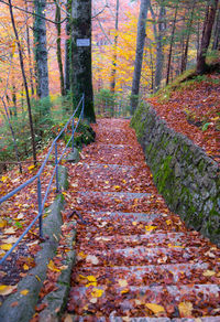 Footpath amidst trees in forest during autumn