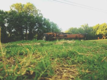 Trees on grassy field