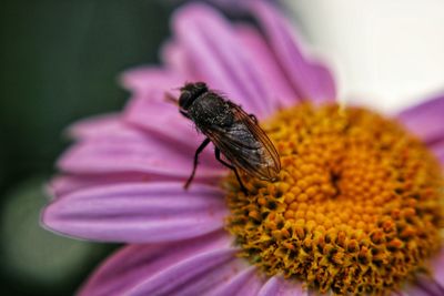 Close-up of insect on purple flower