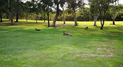 Scenic view of trees on field