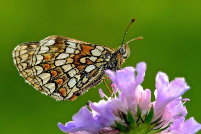 Close-up of butterfly pollinating on flower